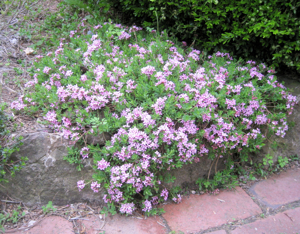Daphne cneorum 'Blackthorn Triumph'